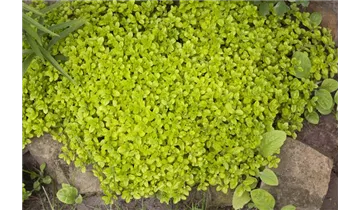 Gartenbaumschule Becker