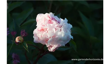 Gartenbaumschule Becker