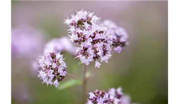 Gartenbaumschule Becker