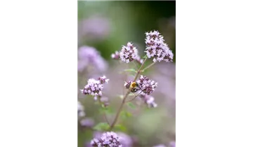 Gartenbaumschule Becker