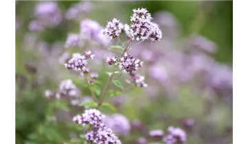 Gartenbaumschule Becker