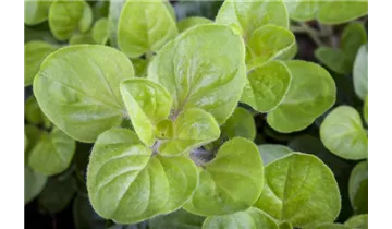 Gartenbaumschule Becker