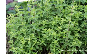 Gartenbaumschule Becker