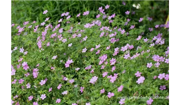 Gartenbaumschule Becker