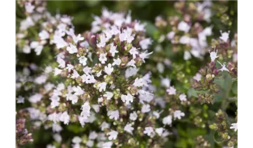 Gartenbaumschule Becker