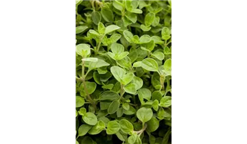 Gartenbaumschule Becker