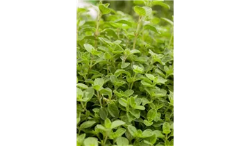 Gartenbaumschule Becker