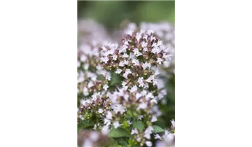 Gartenbaumschule Becker