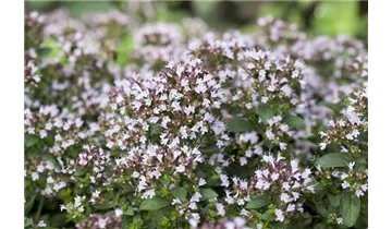 Gartenbaumschule Becker