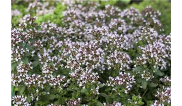 Gartenbaumschule Becker