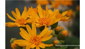 Gartenbaumschule Becker