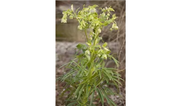 Gartenbaumschule Becker