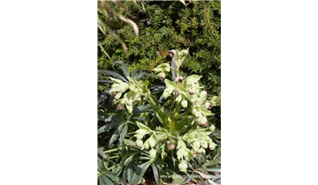 Gartenbaumschule Becker