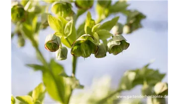 Gartenbaumschule Becker