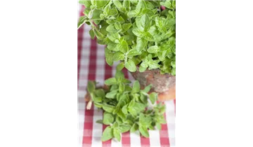 Gartenbaumschule Becker