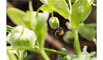Gartenbaumschule Becker