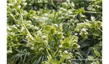 Gartenbaumschule Becker