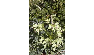 Gartenbaumschule Becker