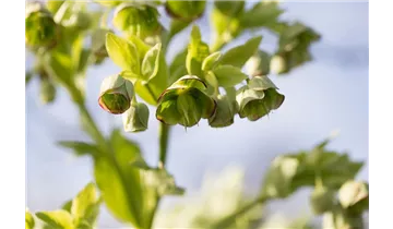 Gartenbaumschule Becker