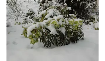 Gartenbaumschule Becker