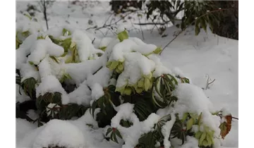 Gartenbaumschule Becker