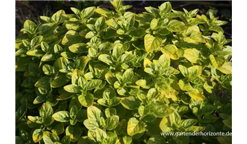 Gartenbaumschule Becker