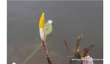 Gartenbaumschule Becker
