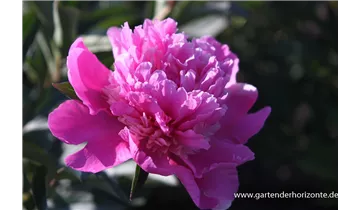 Gartenbaumschule Becker