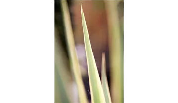 Gartenbaumschule Becker