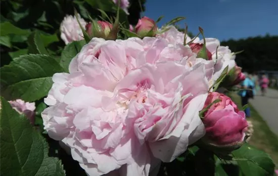 Parkrose 'Jacques Cartier'