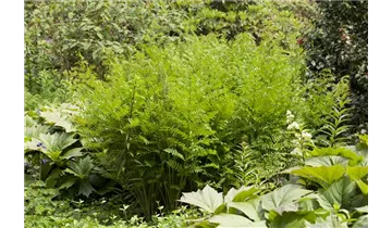 Gartenbaumschule Becker