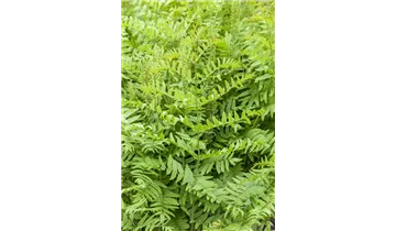 Gartenbaumschule Becker