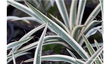 Gartenbaumschule Becker