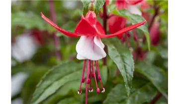 Gartenbaumschule Becker