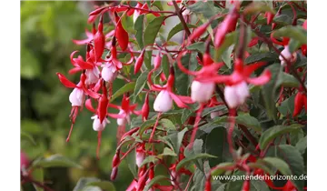 Gartenbaumschule Becker