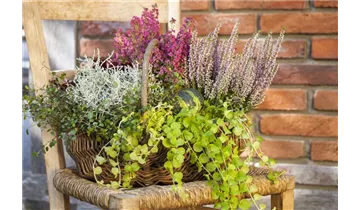 Gartenbaumschule Becker