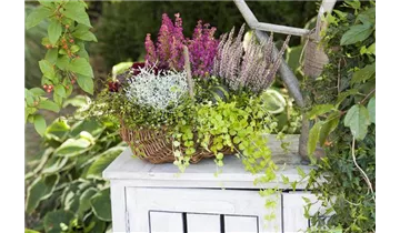 Gartenbaumschule Becker