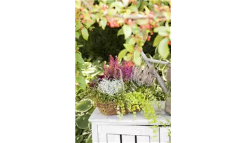 Gartenbaumschule Becker