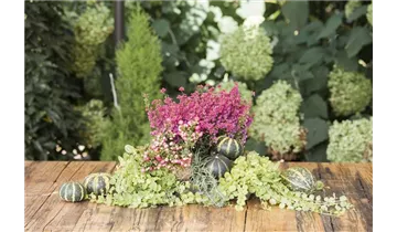 Gartenbaumschule Becker