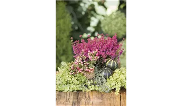 Gartenbaumschule Becker