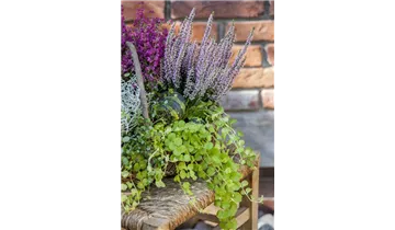 Gartenbaumschule Becker