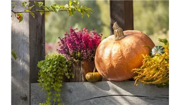 Gartenbaumschule Becker