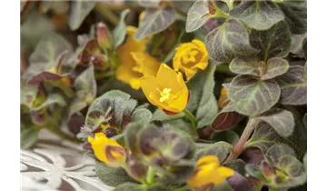 Gartenbaumschule Becker