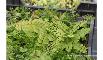 Gartenbaumschule Becker