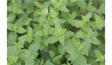 Gartenbaumschule Becker