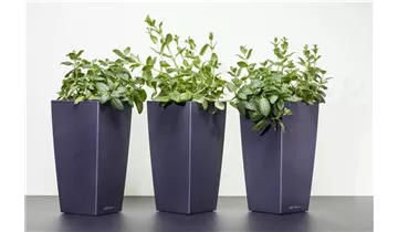 Gartenbaumschule Becker