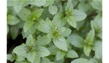 Gartenbaumschule Becker