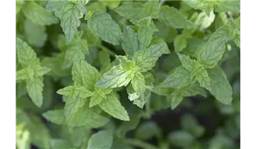 Gartenbaumschule Becker