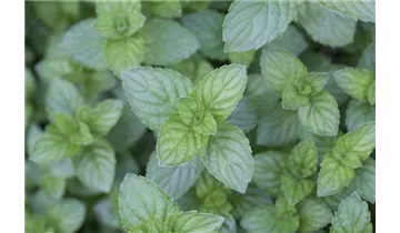 Gartenbaumschule Becker