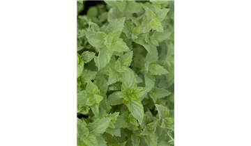 Gartenbaumschule Becker